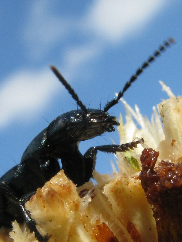 Ocypus ophtalmicus